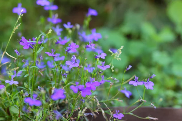 Piccoli Fiori Blu Erba Verde Fiori Viola Primaverili Nel Prato — Foto Stock