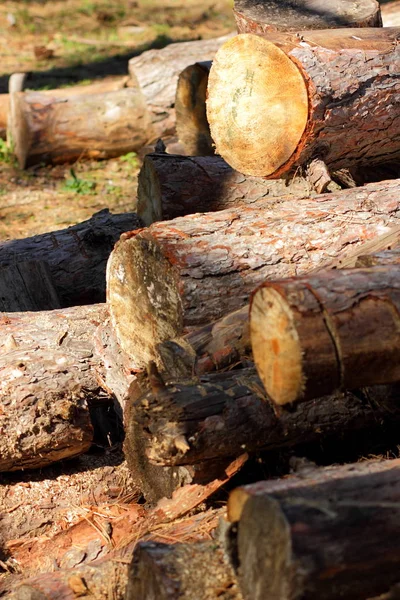 Viu Troncos Árvores Casca Árvore Problema Desflorestação Problemas Ambientais Toros — Fotografia de Stock
