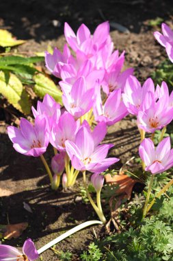 Bahar crocus çiçek bahçesinde. Güneşin mor çiçekler. Birçok park bitkisi çiçeği bahar