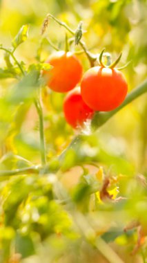 Kiraz domatesleri çalılıklarda olgunlaşır. Bahçede kırmızı domatesler var. Satılık domates yetiştirmek. Bahçede kırmızı sebzeler