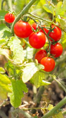 Kiraz domatesleri çalılıklarda olgunlaşır. Bahçede kırmızı domatesler var. Satılık domates yetiştirmek. Bahçede kırmızı sebzeler