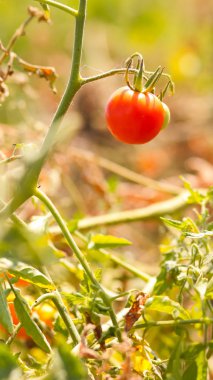 Kiraz domatesleri çalılıklarda olgunlaşır. Bahçede kırmızı domatesler var. Satılık domates yetiştirmek. Bahçede kırmızı sebzeler