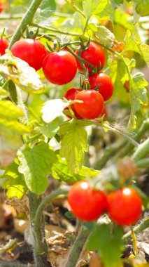 Kiraz domatesleri çalılıklarda olgunlaşır. Bahçede kırmızı domatesler var. Satılık domates yetiştirmek. Bahçede kırmızı sebzeler