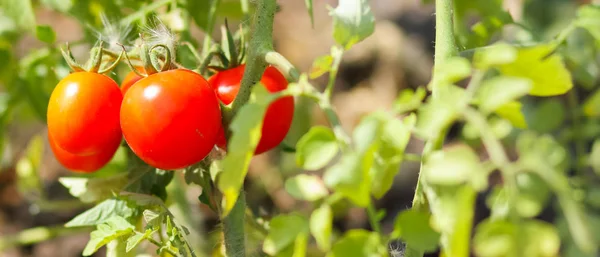 Cherry tomatoes ripen on the bush. Red tomatoes in the garden. Growing tomatoes for sale. Red vegetables in the garden