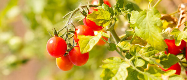 Картина, постер, плакат, фотообои "помидоры черри созревают кустах красные помидоры саду выращивание помидоров продажу — стоковое фото постеры", артикул 263465408