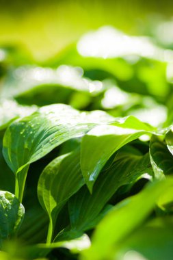 Yeşil arka plan bırakır. Çiy yeşil yaprakların üzerine düşer. Güneşte su damlaları. Bulanık arka plana sahip eko konsept. Doğal desen