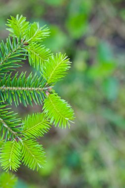 Baharda yaprak dökmeyen ağacın dalları. Taze yeşil köknar dalları. Kozalaklı ağacın yeni dalları. Yeni bir hayat