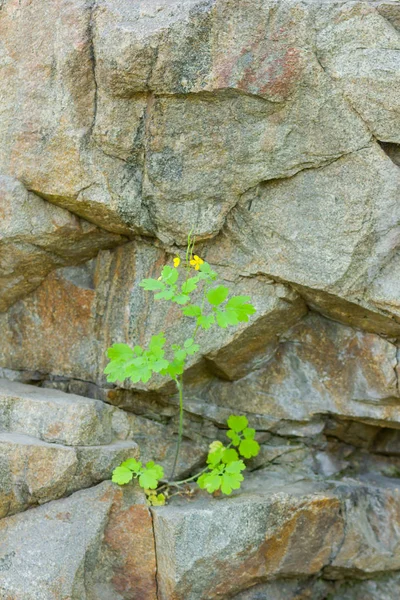Green Plants Growing Rocks Plants Granite Rocks Pursuit Life New — Stock Photo, Image