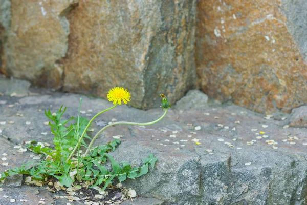 Green Plants Growing Rocks Plants Granite Rocks Pursuit Life New — Stock Photo, Image