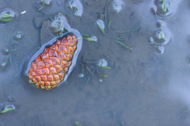 Suda çam kozalağı. Suda genç koni. Kopyalama alanı