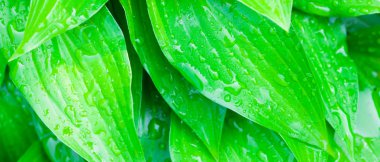 Yeşil arka plan bırakır. Çiy yeşil yaprakların üzerine düşer. Güneşte su damlaları. Bulanık arka plana sahip eko konsept. Geniş ekran