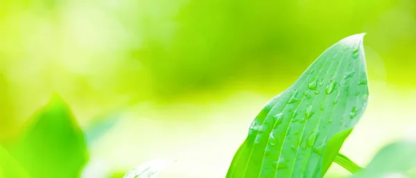 Green Leaves Background Dew Drops Green Leaves Drops Water Sun — Stock Photo, Image