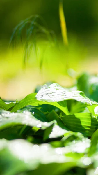 Zelená Opouští Pozadí Zelených Listech Kapky Rosy Kapky Vody Slunci — Stock fotografie
