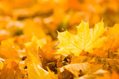 Sarı yaprakları yere. Düşen yaprakları ile sonbahar deseni. Altın Sonbahar parkında yaprakları. Sonbahar yalnızlık. Bulanık arka plan