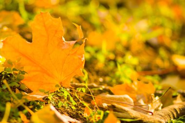 Sarı yaprakları yere. Düşen yaprakları ile sonbahar deseni. Altın Sonbahar parkında yaprakları. Sonbahar yalnızlık. Bulanık arka plan