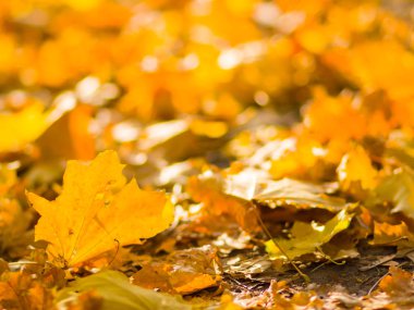 Sarı yaprakları yere. Düşen yaprakları ile sonbahar deseni. Altın Sonbahar parkında yaprakları. Sonbahar yalnızlık. Bulanık arka plan