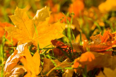 Sarı yaprakları yere. Düşen yaprakları ile sonbahar deseni. Altın Sonbahar parkında yaprakları. Sonbahar yalnızlık. Bulanık arka plan