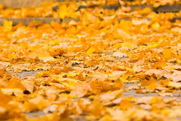 Yellow leaves on the ground. Autumn pattern with fallen leaves. Golden leaves in autumn park. Autumn loneliness. Blurred background