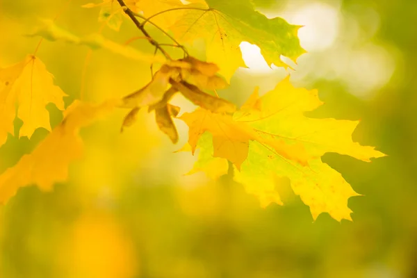 Gelbe Blätter Einem Baum Gelbe Ahornblätter Auf Verschwommenem Hintergrund Goldene — Stockfoto