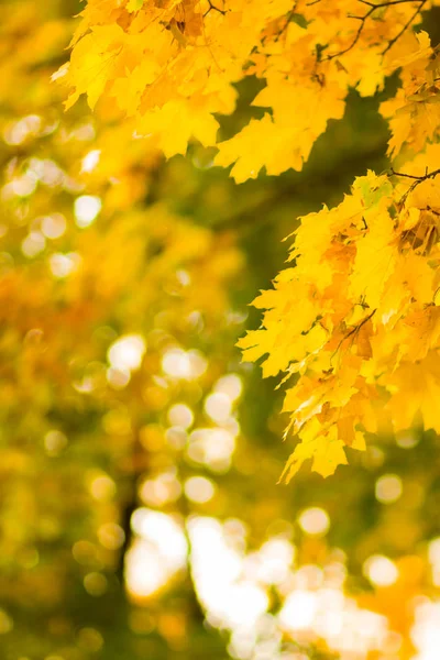 Желтые Листья Дереве Желтый Клен Листья Размытом Фоне Золотые Листья — стоковое фото