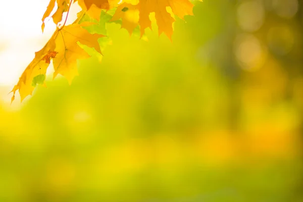 Folhas Amarelas Uma Árvore Bordo Amarelo Parte Sobre Fundo Desfocado — Fotografia de Stock