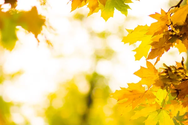 Gelbe Blätter Einem Baum Gelbe Ahornblätter Auf Verschwommenem Hintergrund Goldene — Stockfoto