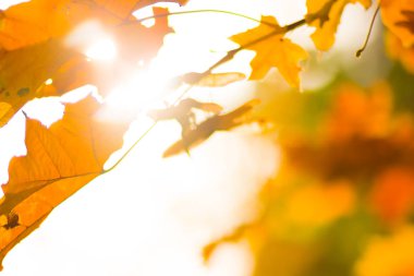 Bulanık bir arka plan üzerinde sarı akçaağaç yaprakları. Ağaçta sarı yapraklar. Sonbahar parkında altın yapraklar. Kopyalama alanı