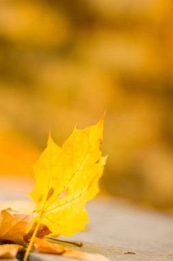 Sarı yaprakları yere. Düşen yaprakları ile sonbahar deseni. Altın Sonbahar parkında yaprakları. Sonbahar yalnızlık. Bulanık arka plan