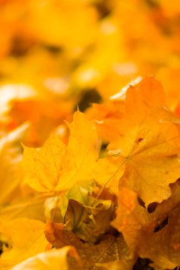 Sarı yaprakları yere. Düşen yaprakları ile sonbahar deseni. Altın Sonbahar parkında yaprakları. Sonbahar yalnızlık. Bulanık arka plan