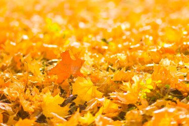 Sarı yaprakları yere. Düşen yaprakları ile sonbahar deseni. Altın Sonbahar parkında yaprakları. Sonbahar yalnızlık. Bulanık arka plan