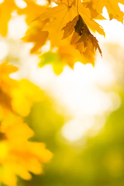 Folhas Amarelas Uma Árvore Bordo Amarelo Parte Sobre Fundo Desfocado — Fotografia de Stock