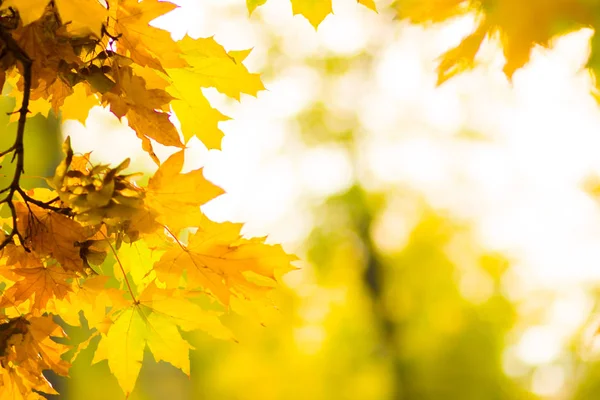 Gelbe Blätter Einem Baum Gelbe Ahornblätter Auf Verschwommenem Hintergrund Goldene — Stockfoto