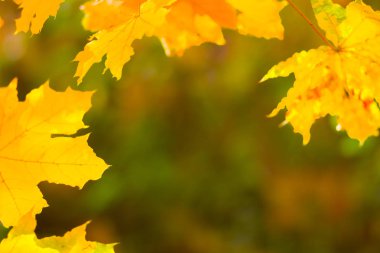 Bulanık bir arka plan üzerinde sarı akçaağaç yaprakları. Ağaçta sarı yapraklar. Sonbahar parkında altın yapraklar. Kopyalama alanı