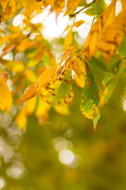 Ağaçta sarı kestane yaprağı. Sonbahar parkında altın yapraklar. Bulanık arka planda sarı yapraklar. Sonbahar konsepti. Kopyalama alanı