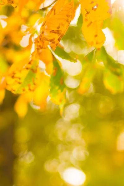 Yellow chestnut leaves on the tree. Golden leaves in autumn park. Yellow leaves on blurred background. Autumn concept. Copy space