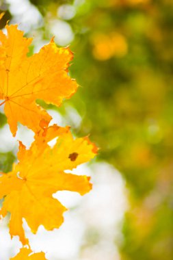 Bulanık bir arka plan üzerinde sarı akçaağaç yaprakları. Ağaçta sarı yapraklar. Sonbahar parkında altın yapraklar. Kopyalama alanı