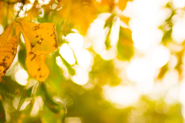 Yellow chestnut leaves on the tree. Golden leaves in autumn park. Yellow leaves on blurred background. Autumn concept. Copy space