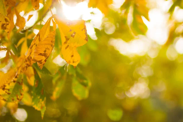 Yellow chestnut leaves on the tree. Golden leaves in autumn park. Yellow leaves on blurred background. Autumn concept. Copy space