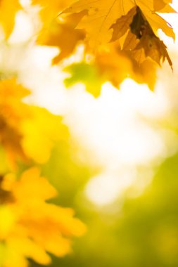 Ağaçtaki sarı yapraklar. Sarı akçaağaç yaprakları bulanık bir arkaplanda. Sonbahar parkında altın yapraklar. Boşluğu kopyala