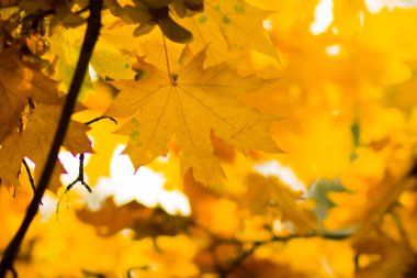 Ağaçtaki sarı yapraklar. Sarı akçaağaç yaprakları bulanık bir arkaplanda. Sonbahar parkında altın yapraklar. Boşluğu kopyala