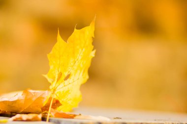 Sarı yaprakları yere. Düşen yaprakları ile sonbahar deseni. Altın Sonbahar parkında yaprakları. Sonbahar yalnızlık. Bulanık arka plan