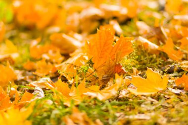 Sarı yaprakları yere. Düşen yaprakları ile sonbahar deseni. Altın Sonbahar parkında yaprakları. Sonbahar yalnızlık. Bulanık arka plan