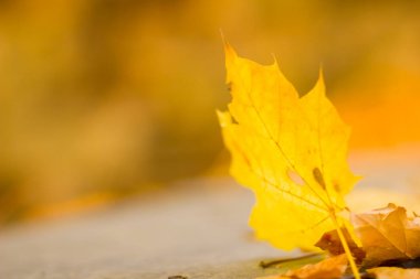 Sarı yaprakları yere. Düşen yaprakları ile sonbahar deseni. Altın Sonbahar parkında yaprakları. Sonbahar yalnızlık. Bulanık arka plan