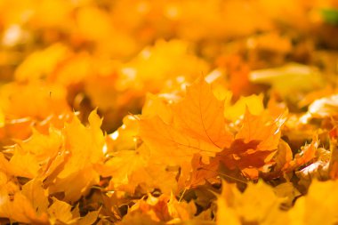 Sarı yaprakları yere. Düşen yaprakları ile sonbahar deseni. Altın Sonbahar parkında yaprakları. Sonbahar yalnızlık. Bulanık arka plan