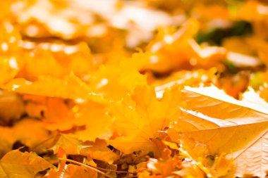 Sarı yaprakları yere. Düşen yaprakları ile sonbahar deseni. Altın Sonbahar parkında yaprakları. Sonbahar yalnızlık. Bulanık arka plan