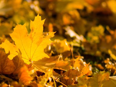 Sarı yaprakları yere. Düşen yaprakları ile sonbahar deseni. Altın Sonbahar parkında yaprakları. Sonbahar yalnızlık. Bulanık arka plan