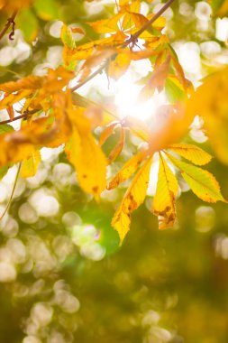 Ağaçta sarı kestane yaprağı. Sonbahar parkında altın yapraklar. Bulanık arka planda sarı yapraklar. Sonbahar konsepti. Kopyalama alanı