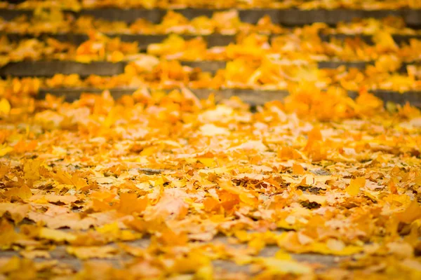 Желтые Листья Земле Осенний Узор Опавшими Листьями Золотые Листья Осеннем — стоковое фото