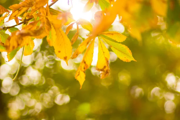 Gelbe Kastanienblätter Baum Goldene Blätter Herbstpark Gelbe Blätter Auf Verschwommenem — Stockfoto