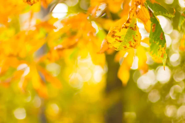 Gelbe Kastanienblätter Baum Goldene Blätter Herbstpark Gelbe Blätter Auf Verschwommenem — Stockfoto